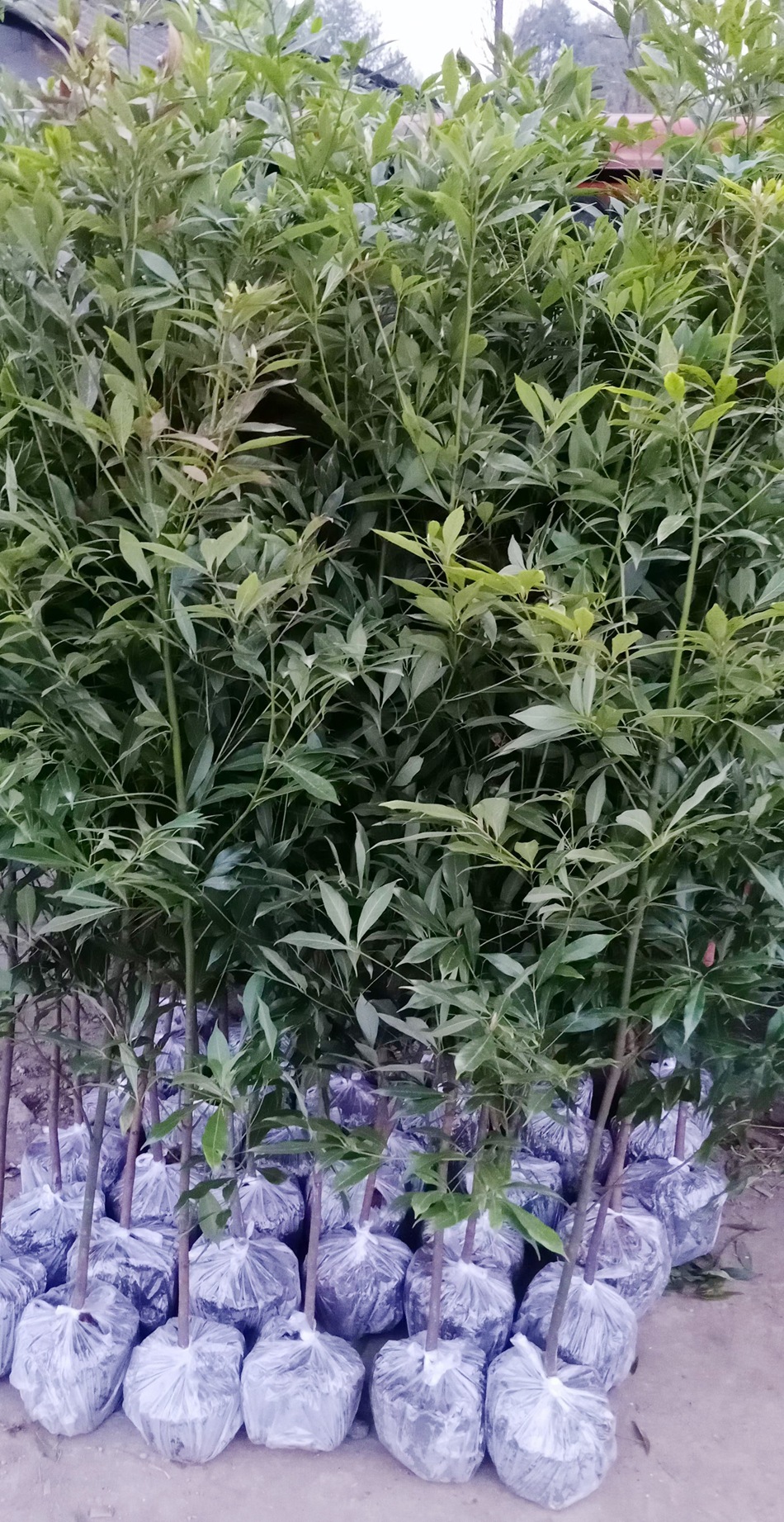 小叶桢楠地苗 细叶桢楠 金丝楠木 四川园林绿化苗木 楠木笼子绿篱