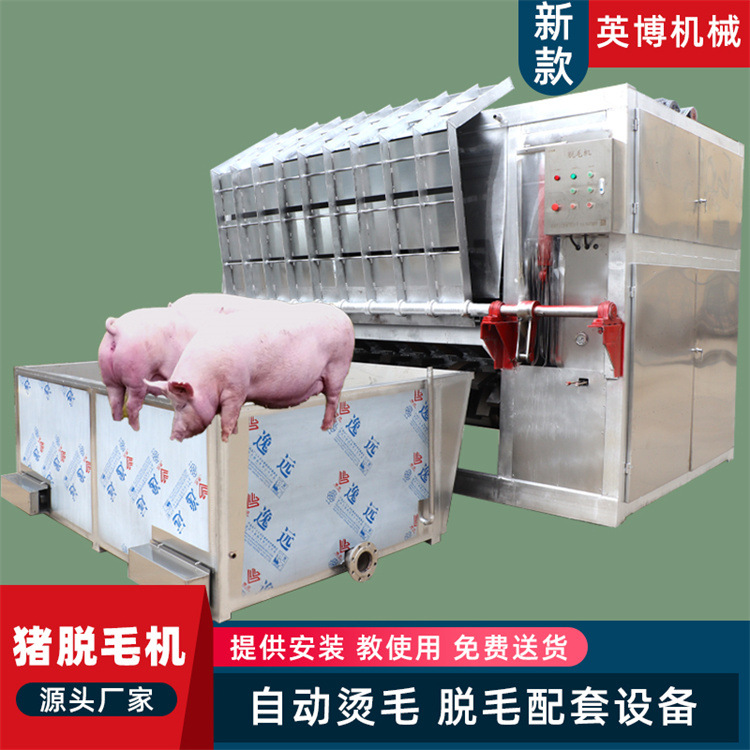全自动杀猪脱毛机  200型大猪脱毛机 猪屠宰流水线烫脱一体机新款