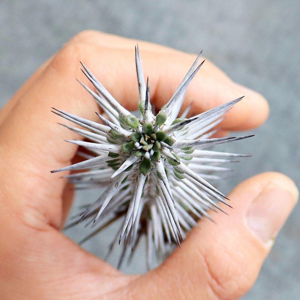 亚龙木 地狱魔针 龙树科仙人掌稀有带刺仙人柱绿植多肉植物盆栽