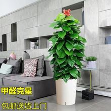 绿植盆栽室内大型绿植绿萝柱植物客厅去甲醇大盆大叶绿萝柱速卖通