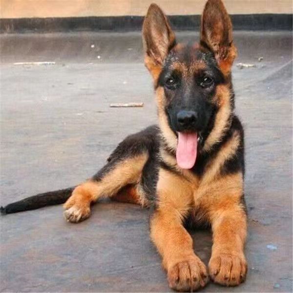 纯种德牧幼犬活体大型犬弓背黑背警犬大型犬狼狗家养活体宠物狗狗