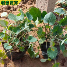 二月兰草花 宿根多年生地被植物 工程绿化苗营养钵苗 工程绿