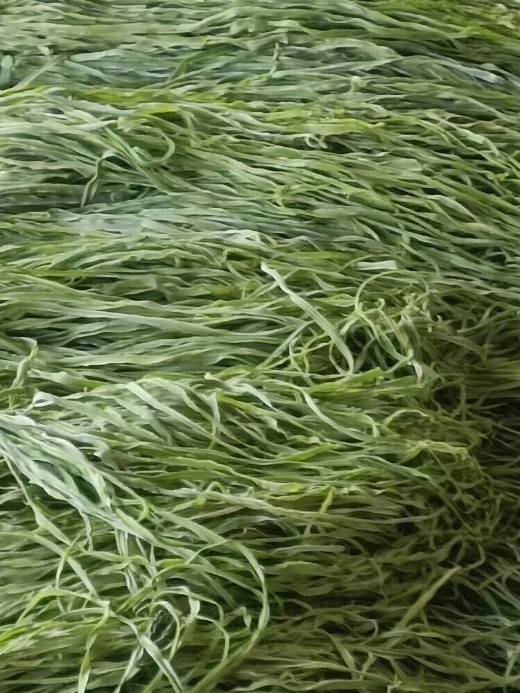 带箱10斤包邮精选无叶贡菜新鲜苔干苔菜农家干货土特产脱水蔬菜干