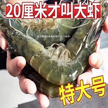 青岛大虾鲜活冷冻海捕大虾对虾鲜鲜冻虾特大大虾海鲜非基围虾