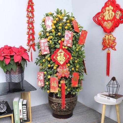 【年宵花】四季桔年宵橘盆栽盆景年桔送礼绿植小金桔过年桔子树