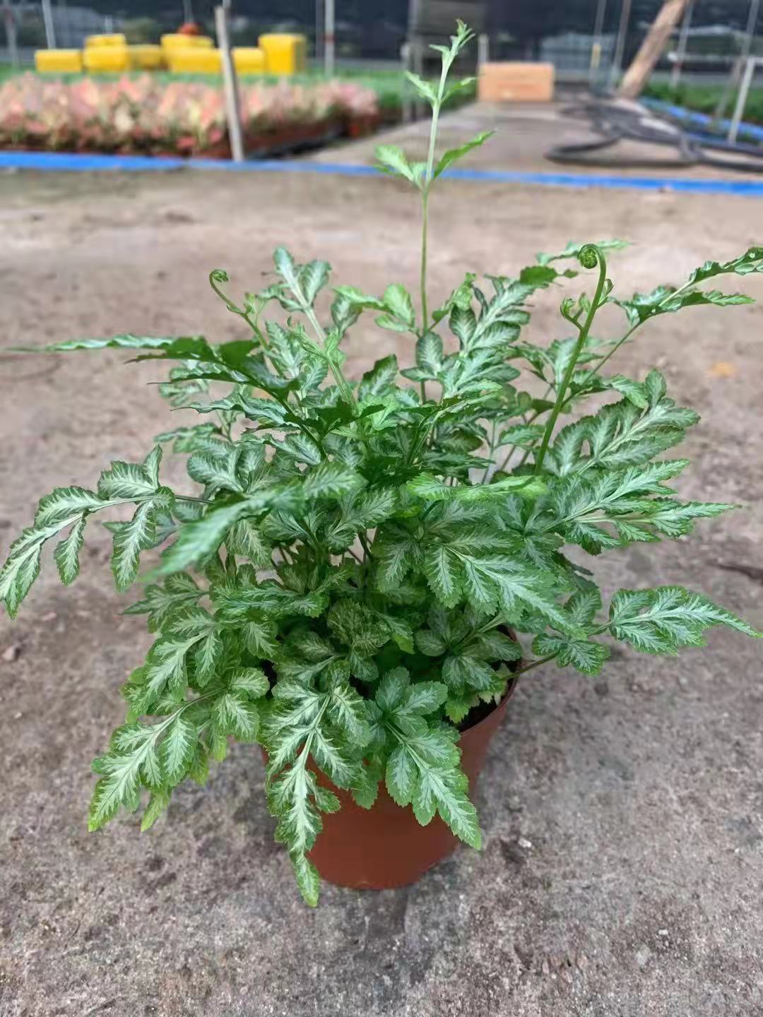 基地直供批发夏雪银线蕨90苔藓背景植物奇趣耐阴好养植物