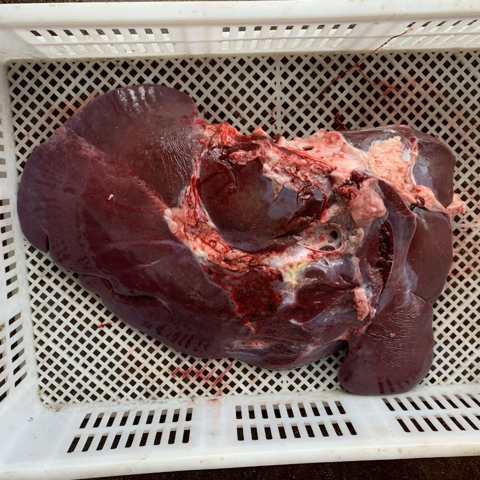 新鲜牛肝斤真空包装新鲜黄牛肉现屠宰生鲜牛内脏速冻牛肉活畜类肉