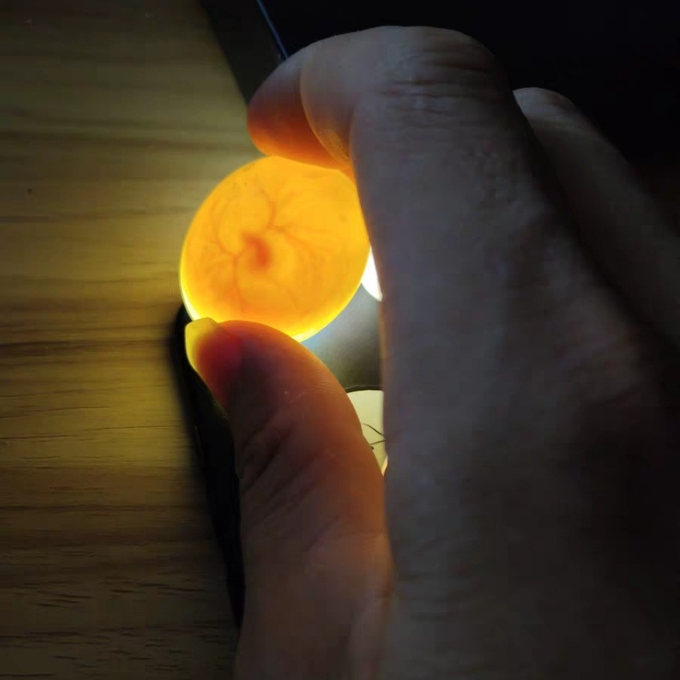 鸽子受精蛋可以孵化鸽子的种蛋人工孵化鸽蛋信鸽蛋元宝鸽受精蛋