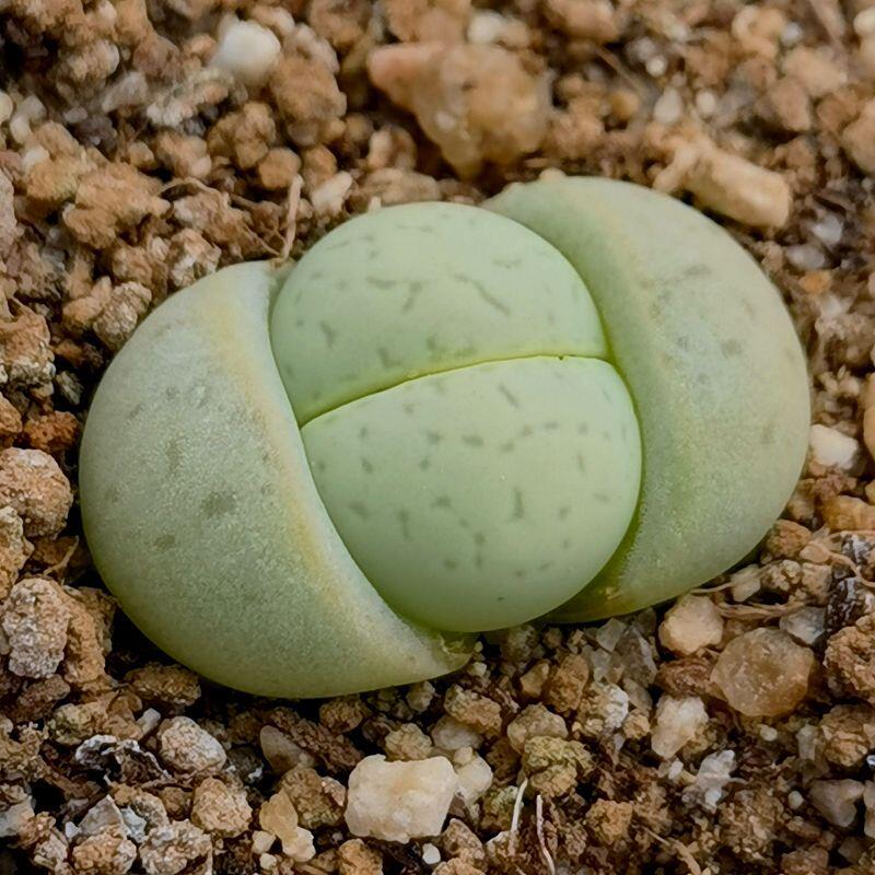 生石花萌多肉植物盆栽绿绫耀玉屁屁石头花肉肉屁股花母本阳台窗台