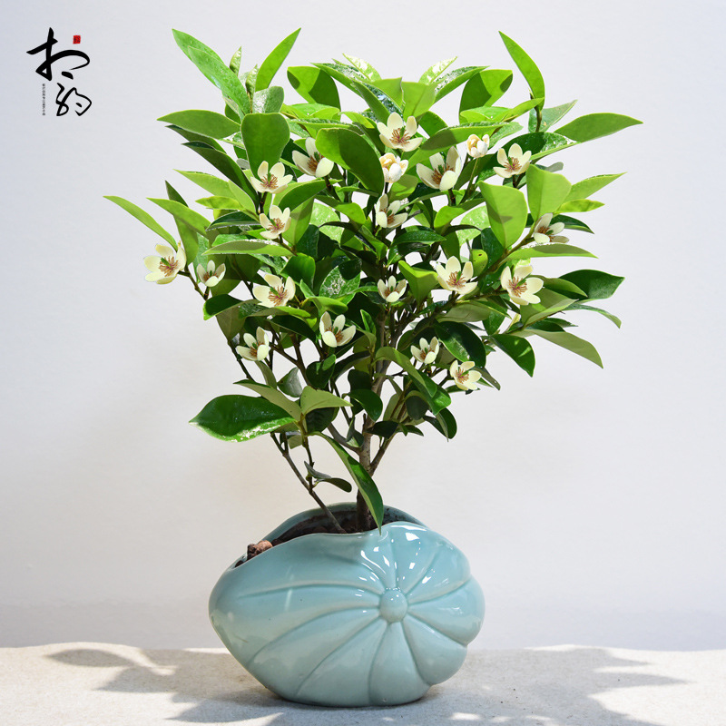 含笑花盆栽浓香型带花苞室内客厅植物阳台庭院绿植花卉四季好养