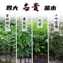 基地批发金丝楠木经济造林苗木大红酸枝沉香黄花梨银杉金花茶树苗