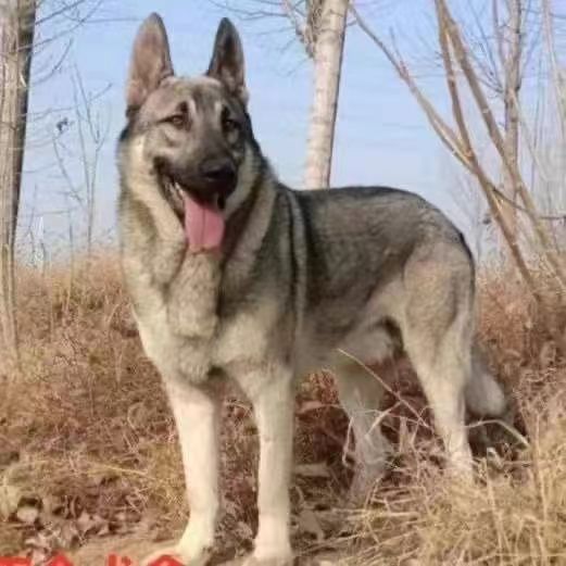 出售纯种狼青犬幼犬活体大型狼青狼犬狩猎犬工作犬宠物犬宠物狗狗