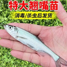 翘嘴鱼苗白鱼凶猛苗翘嘴红鲌苗淡水好养殖食用大米翘壳耐活批发