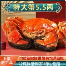 大闸蟹现货鲜活公母对蟹活螃蟹鲜活5.0-2两母蟹礼盒水产海鲜批发