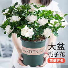 栀子花盆栽九里香水培茉莉花卉绿植物室内四季开花客厅大型绿箩