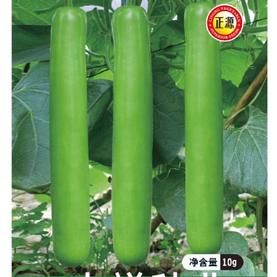 广东和利农丰收9号杂交瓠瓜种子早生油绿长瓠子瓜甜蒲瓜籽10克