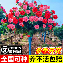 一件代发棒棒糖树桩月季花苗四季开花室外庭院嫁接特大花卉盆栽玫