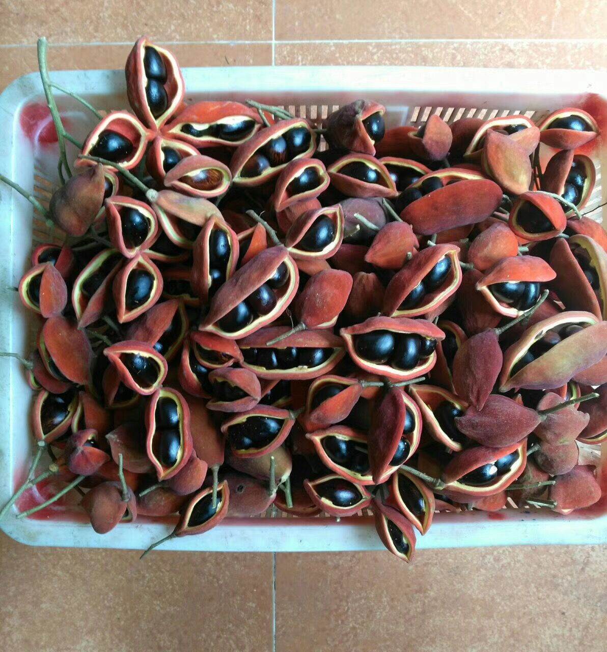 凤眼果新鲜九层皮富贵子3斤罕萍婆果稀有苹婆果不常见的水果