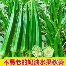 黄秋葵种黄秋葵红秋葵种营养丰富养生水果秋葵红黄秋葵蔬菜种