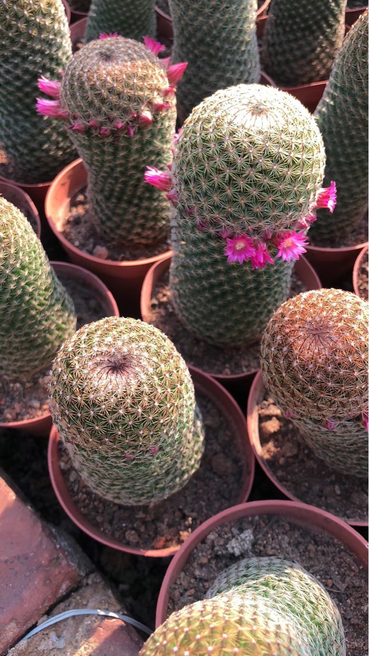 10-12cm园林用途盆栽株形掌形是否进口否品种仙人球商品属性福建省