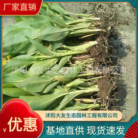 基地直供  美人蕉 红花 黄花 粉花 紫叶 花叶美人蕉 量大从优