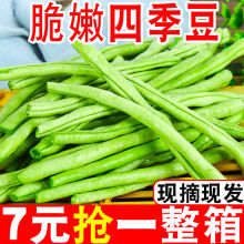 云南新鲜无筋豆5斤当季现摘芸豆四季豆扁青豆角农家