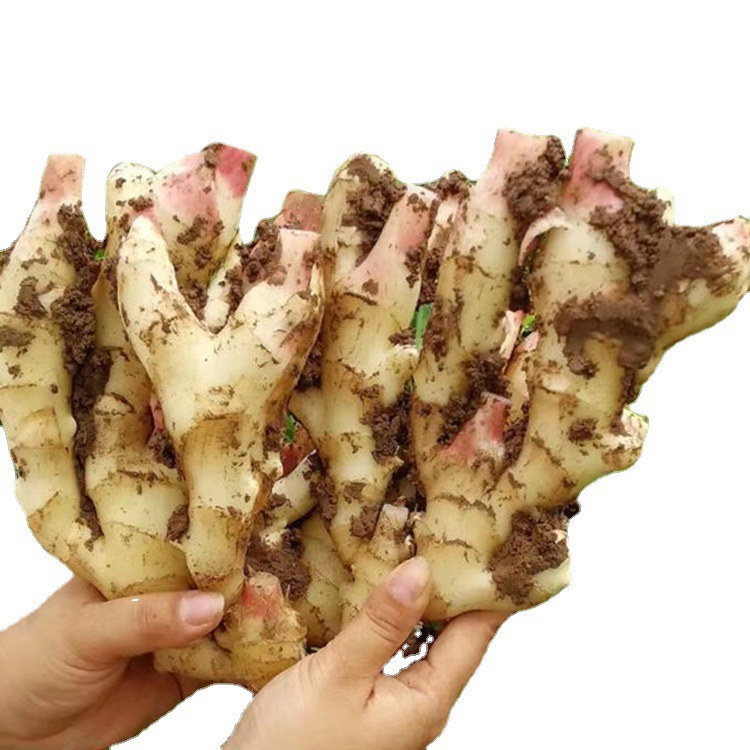 红爪姜新鲜生姜仔姜二斤现挖一件代发鲜姜 红芽嫩姜