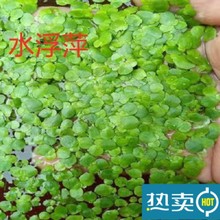 小叶水浮萍小青萍 芝麻浮萍养鱼虾龟蟹鱼塘造景水族水净化水质