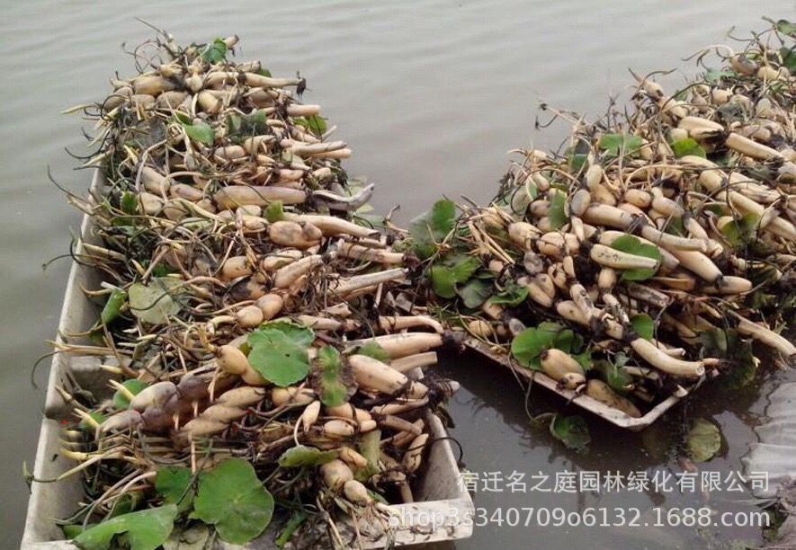 荷花苗盆栽水养莲藕种根苗食用藕种藕苗莲花观赏种藕水生植物四季