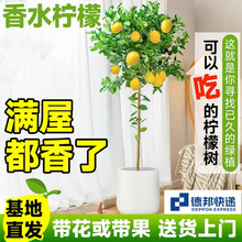 香水柠檬树盆栽带果除甲醛绿植大型室内客厅植物阳台四季好养花卉