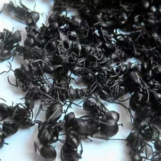 大黑蚂蚁大号补酒干蚁酸含量高拟黑【爆品】黑蚂蚁泡酒批发-阿里巴巴