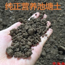 荷塘泥 碗莲睡莲专用塘泥大包包邮荷花泥淤泥河泥水生植物泥