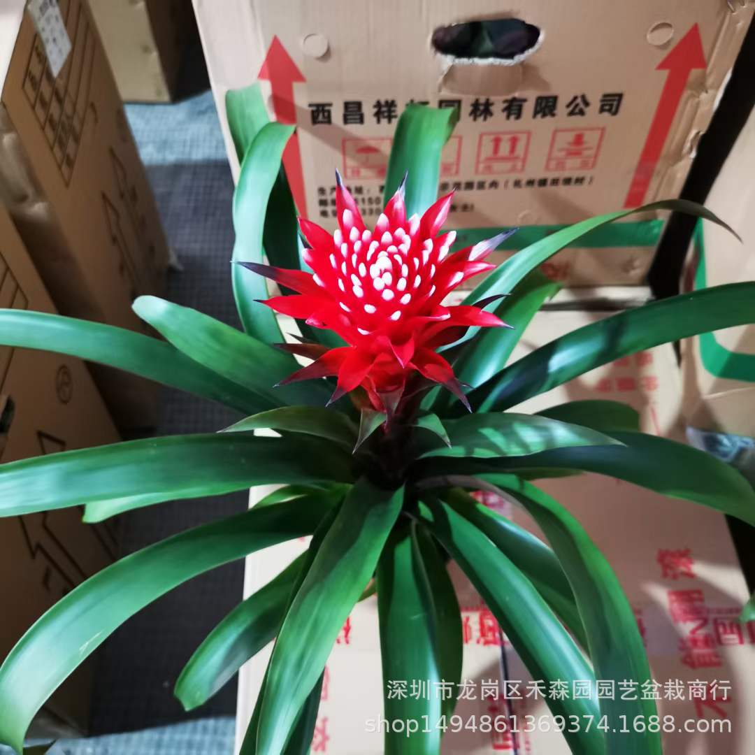 鸿运当头白雪公主凤梨花水培花卉客厅室内办公桌空气凤梨四季开花