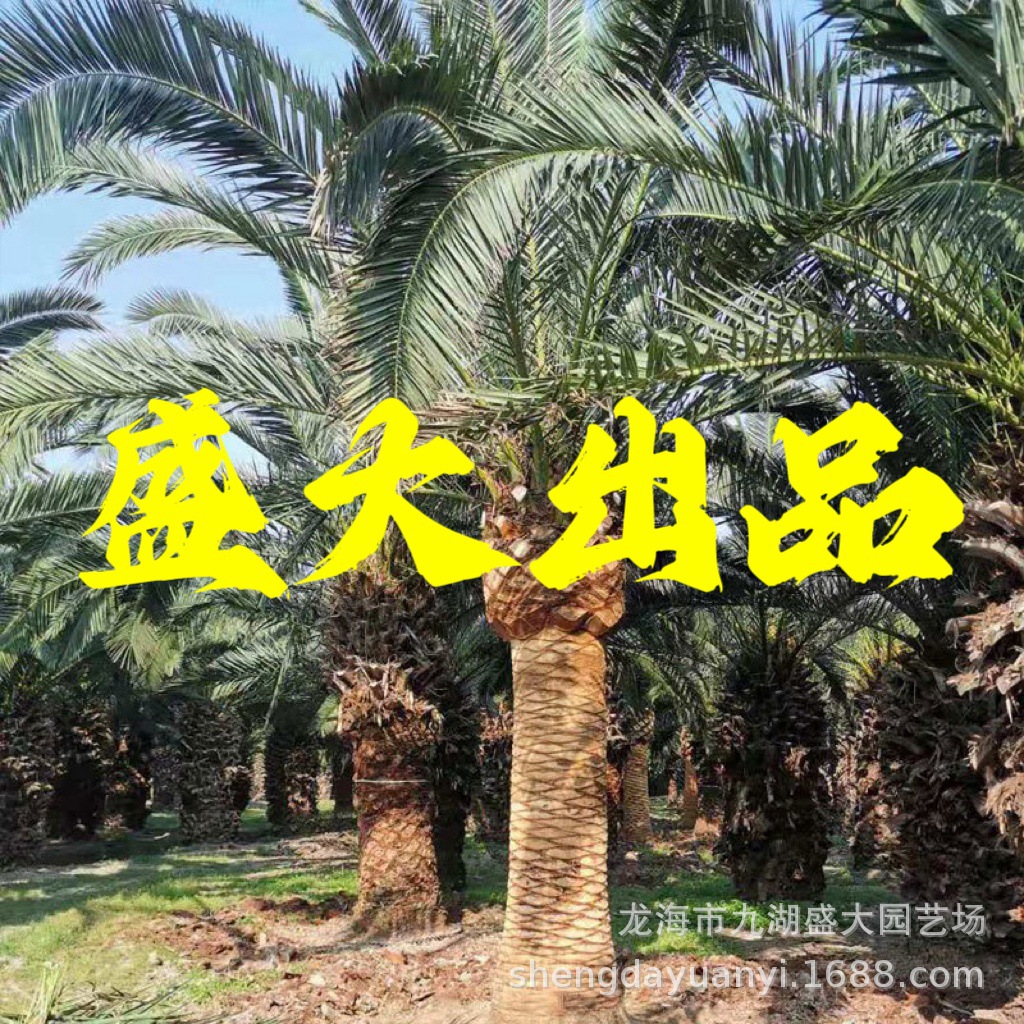 福建加拿利海枣批发 浙江加拿利海枣树价格 四川加拿