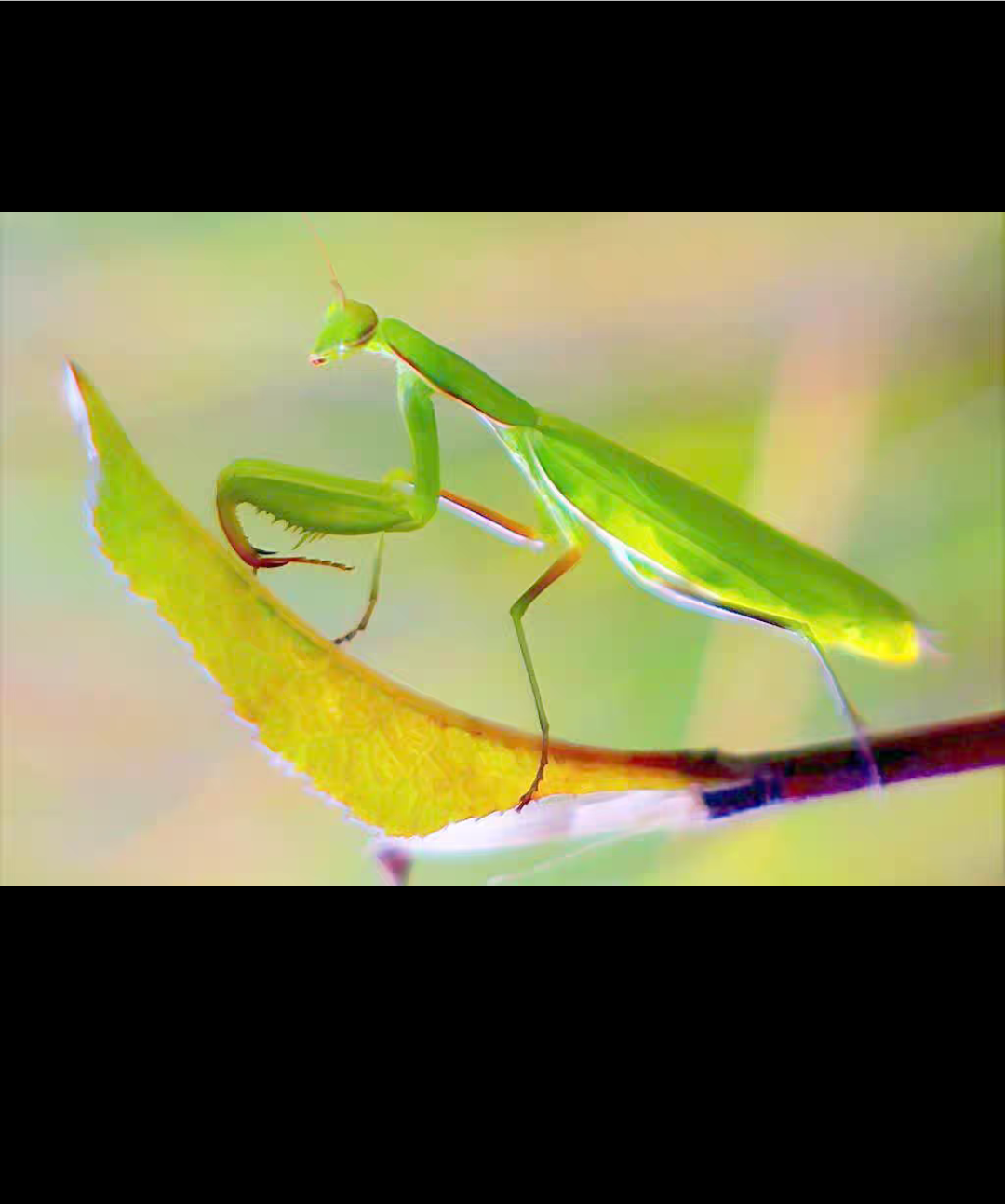 马来西亚亮斧螳螳螂宠物活体斧螳昆虫活体宠物昆虫摄影昆虫教学螳