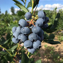美登蓝莓基地批发果树苗当年结果蓝莓苗 兔眼蓝莓果苗 南北方种植