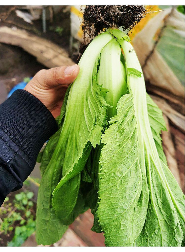包心芥菜种子 高钙菜庭院阳台种菜籽盆栽四季播家庭春季蔬菜种籽