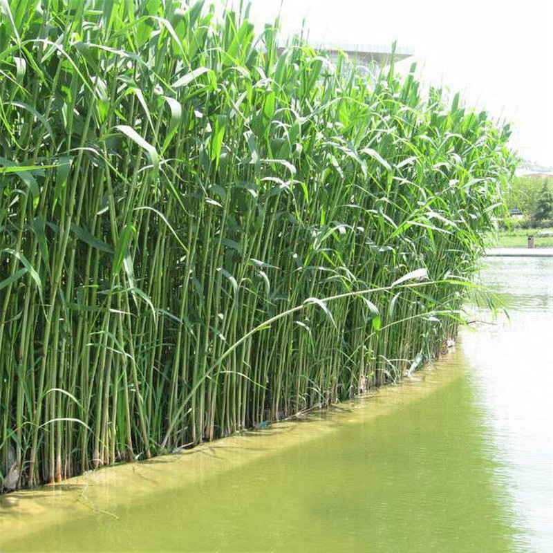大芦苇苗根基地池塘种植挺水植物芦苇根河边湿地绿化造景水生批发