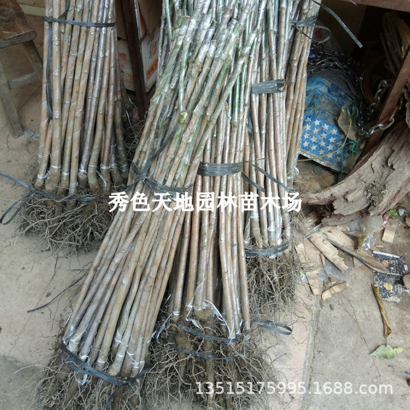 芒果苗实生芒果树苗绿化芒果直生苗南北方庭院行道树种植待嫁接苗