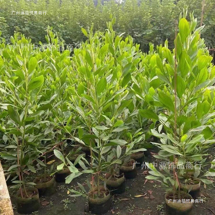 大叶相思树 马占相思造林树苗 易生长耐旱 绿化生态种植带土发货