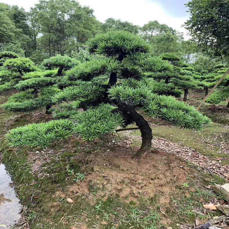 12-15公分以上弯杆飘枝精品造型罗汉松 自家苗圃配景