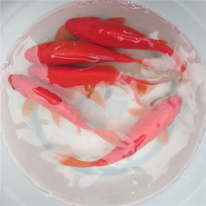 包邮红草5条装活体锦鲤金鱼草金冷水鱼观赏鱼活鱼饲料锦鲫鱼苗鱼1