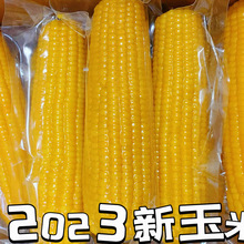 黑龙江东北黄糯玉米新鲜10棒黄玉米真空装东北粘玉米鲜食玉米