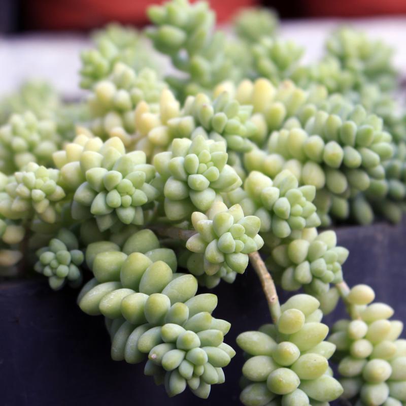 678基地批发多肉植物系列 状态乌拉克拉群盆10cm多肉品种-报价