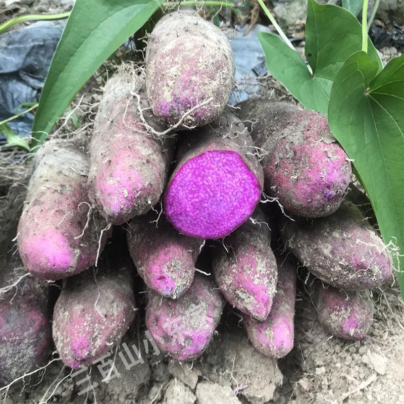 赣南紫山药新鲜蔬菜现挖紫大薯脚板薯农家铁棍怀山紫玉淮山药