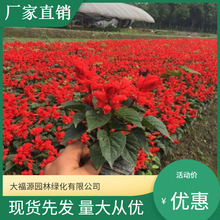 【基地批发】花海苗圃一串红花苗 炮仗花 景观园林公园时令花草