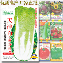 天津白菜种子 约2600粒黄芽包菜种子 白麻叶 白口菜 大白菜籽批发