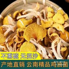 云南特产榆黄菌干货批发黄金菇新货黄丝菌香菇煲汤食用菌