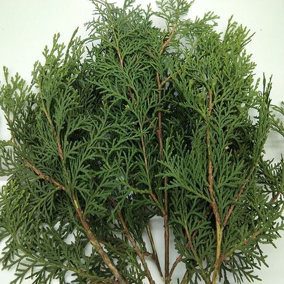 秦岭新鲜现摘侧柏叶扁柏叶生3斤包邮