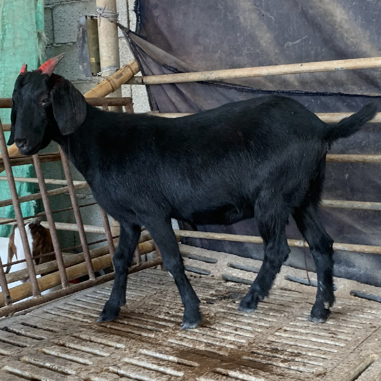 黑山羊如何养殖 黑山羊什么价 云南努比亚黑山羊在哪里